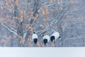 Cranes Walking