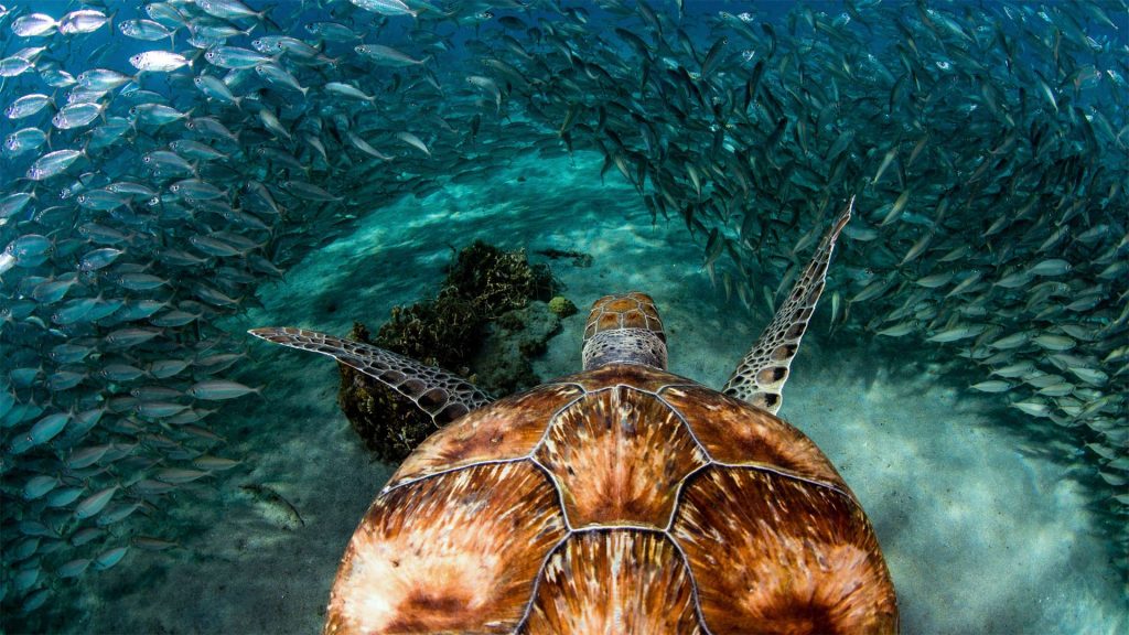 Curacao Turtle