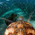 Curacao Turtle