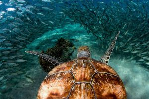 Curacao Turtle