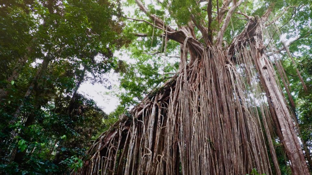 Curtain Fig Tree