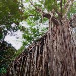 Curtain Fig Tree