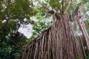 Curtain Fig Tree