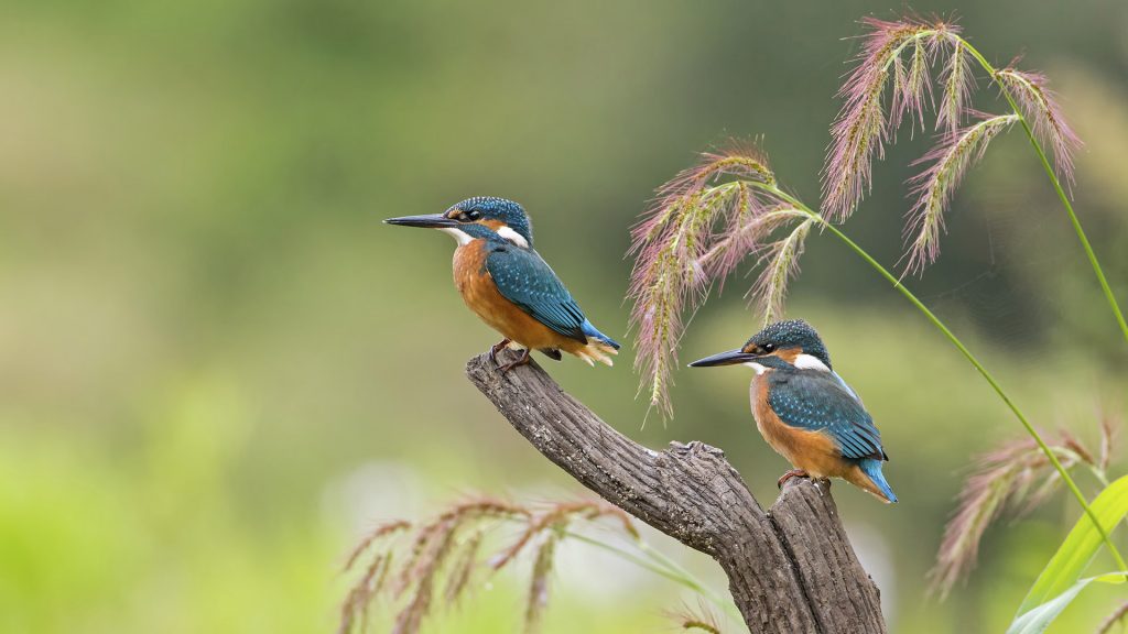 Eisvogel Sachsen