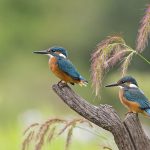 Eisvogel Sachsen