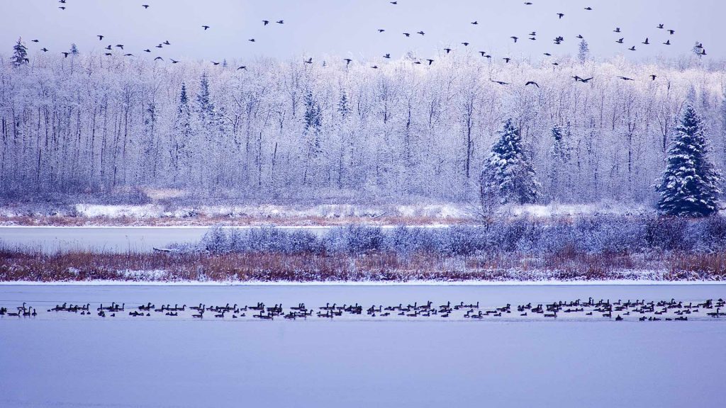 Elk Island NP