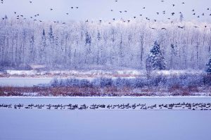 Elk Island NP