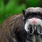 Emperor Tamarin