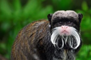 Emperor Tamarin