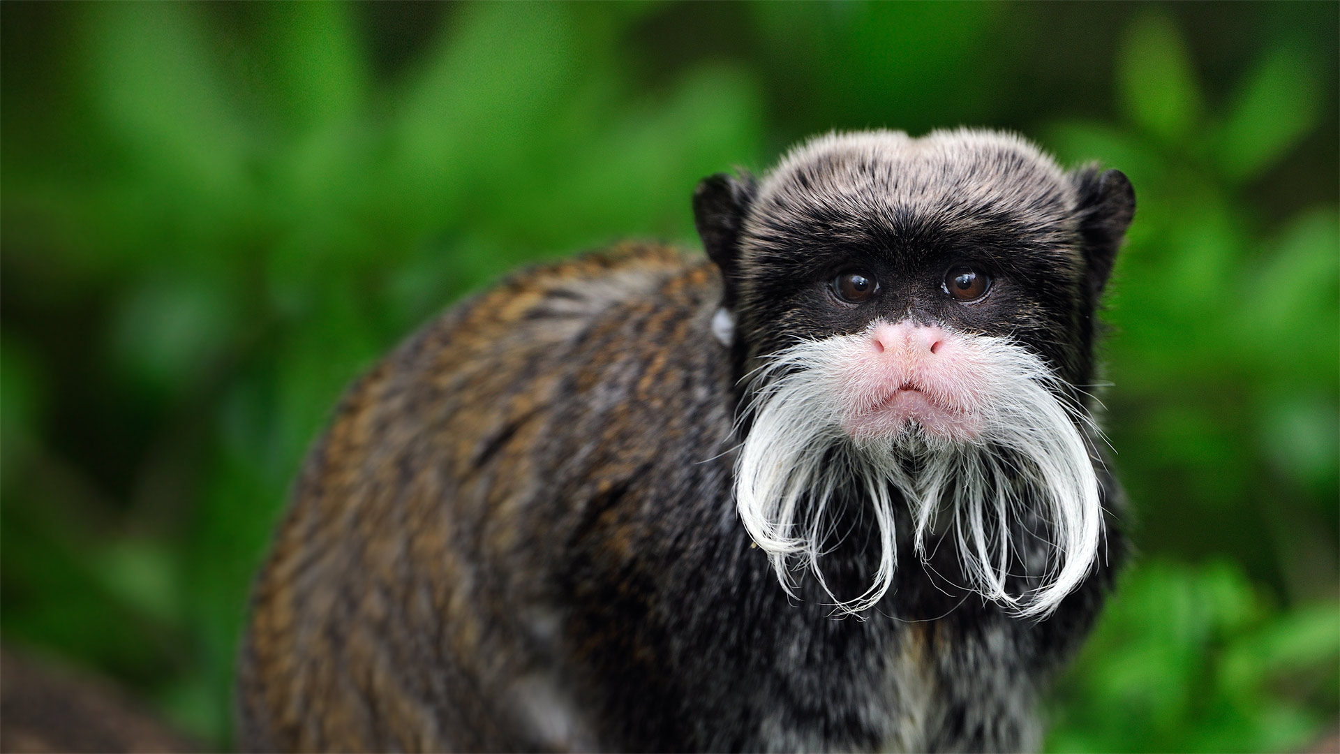 Emperor Tamarin