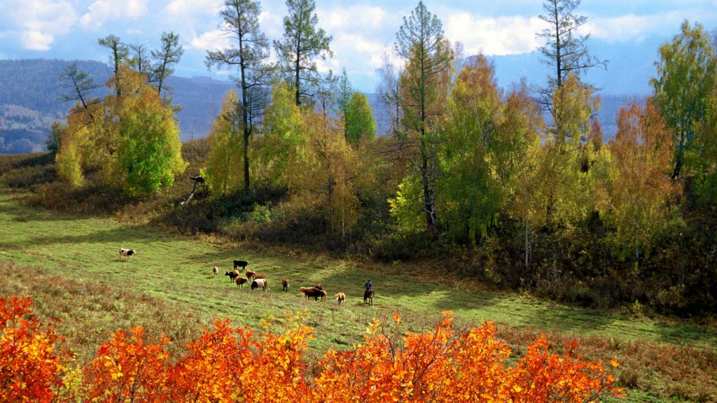 Flocks On Brae