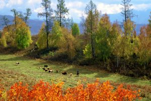 Flocks On Brae