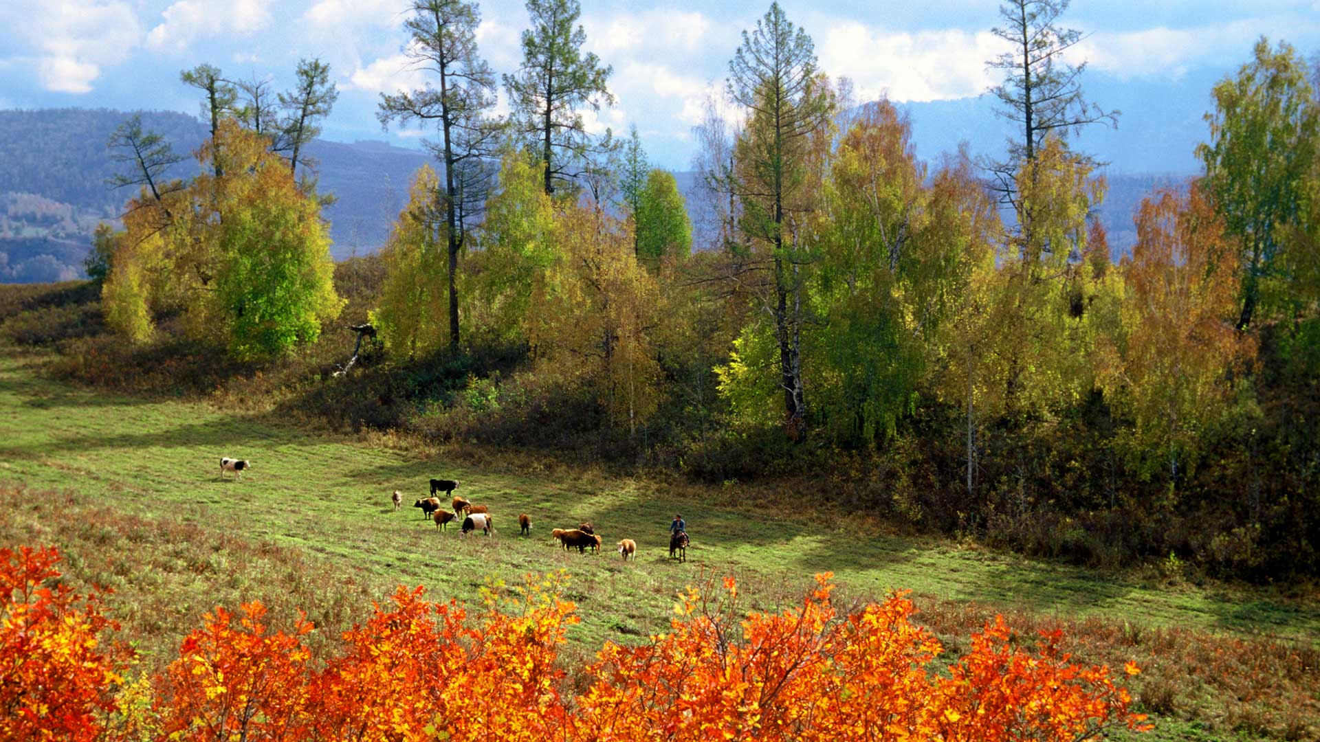 Flocks On Brae