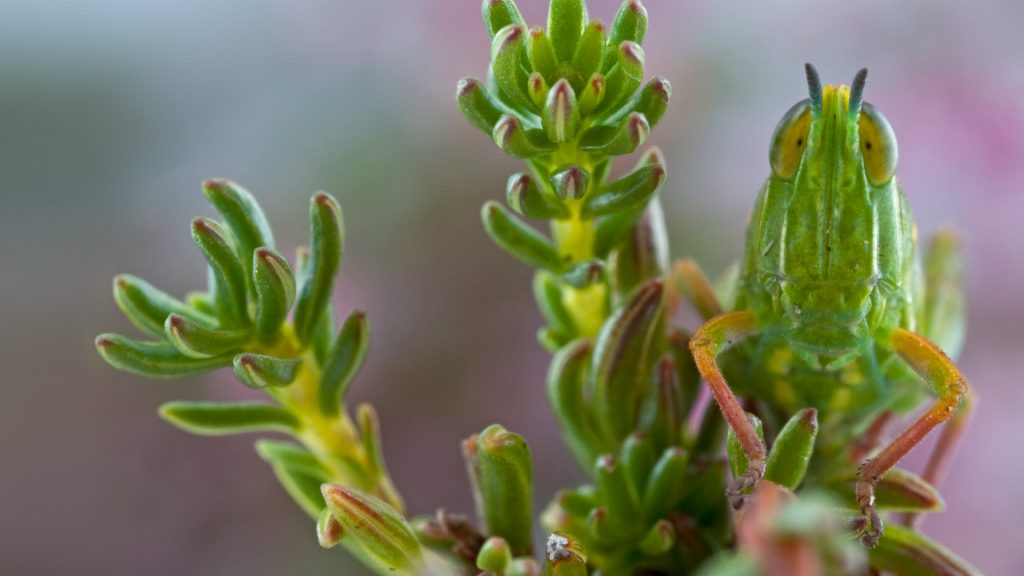 Grasshopper Camo