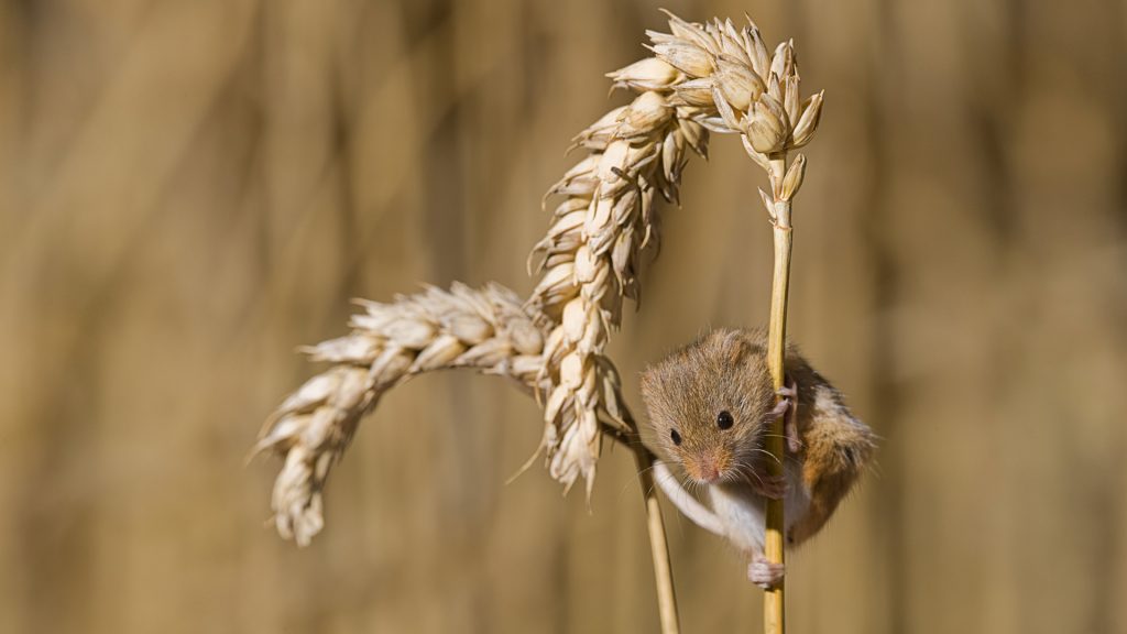 Harvest Mouse