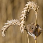 Harvest Mouse