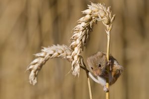 Harvest Mouse