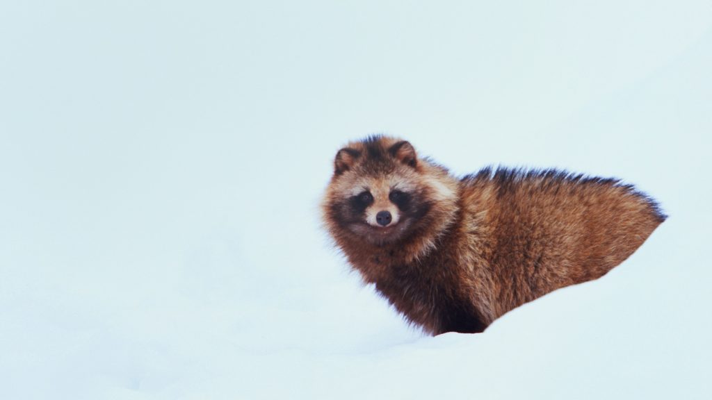 Japanese Racoon