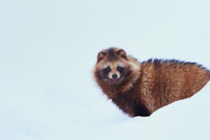 Japanese Racoon