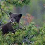 Jasper Cub