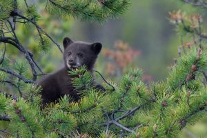 Jasper Cub