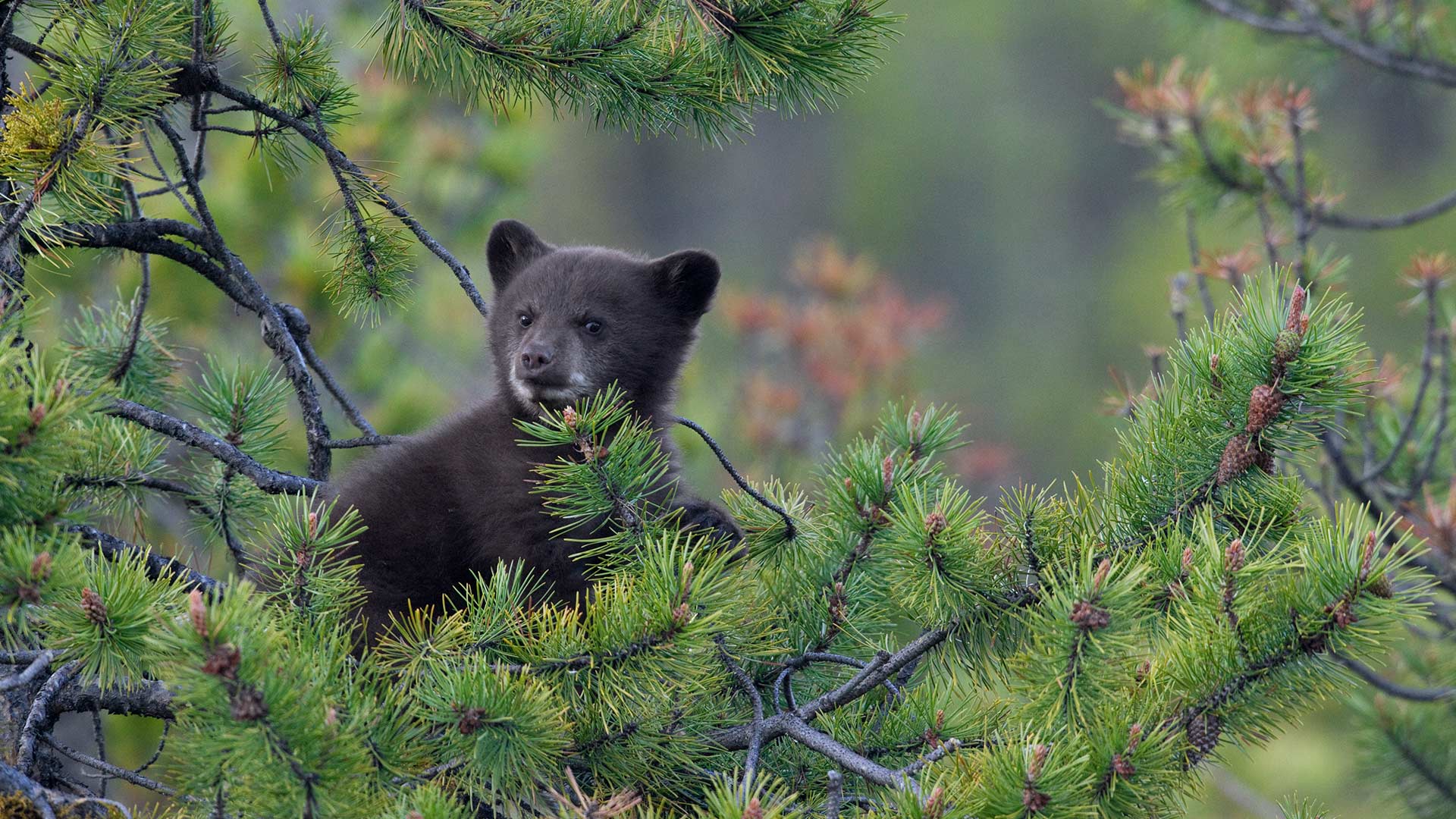 Jasper Cub