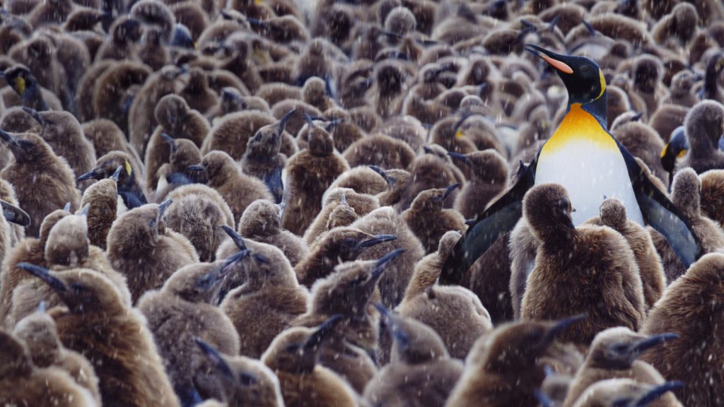 King Penguin Chicks