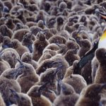 King Penguin Chicks