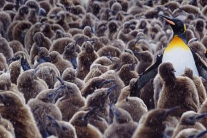 King Penguin Chicks