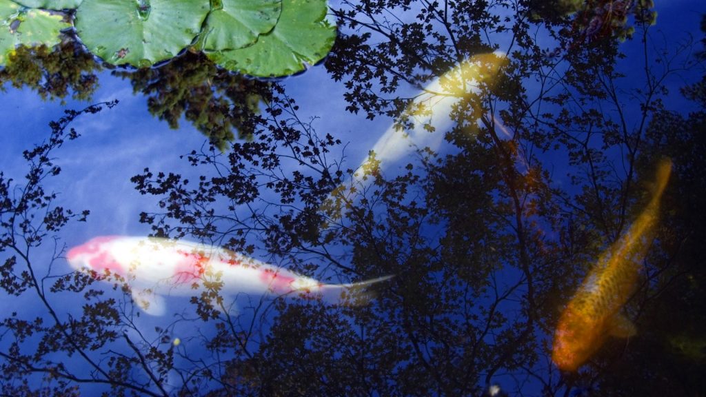 Koi Carp