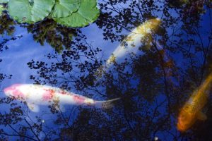 Koi Carp