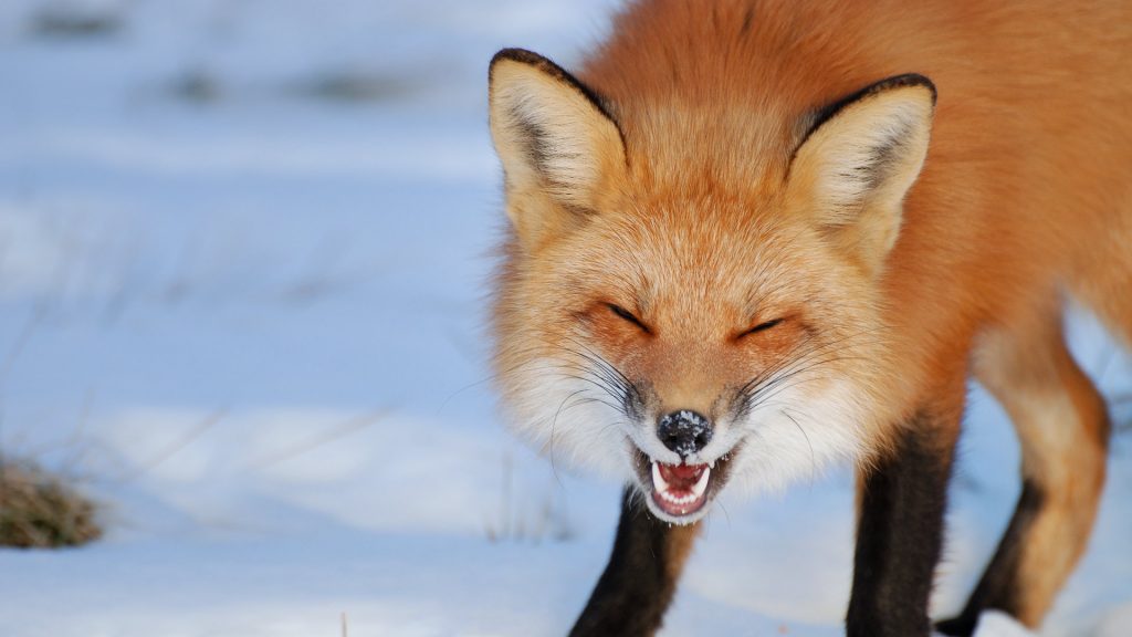 Laughing Fox