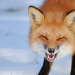 Laughing Fox