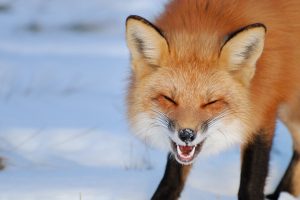 Laughing Fox
