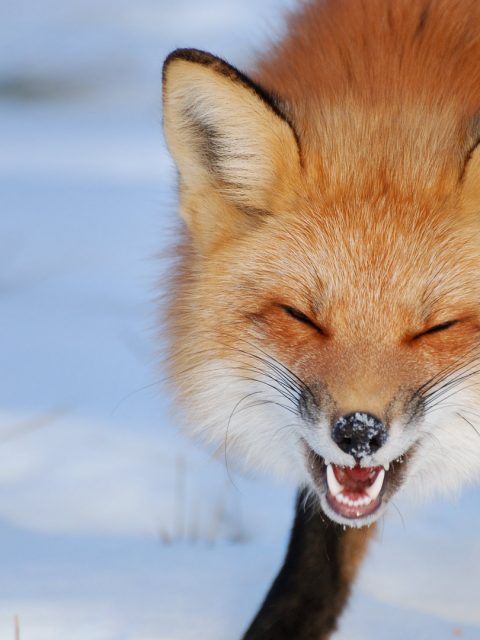 Laughing Fox â€
