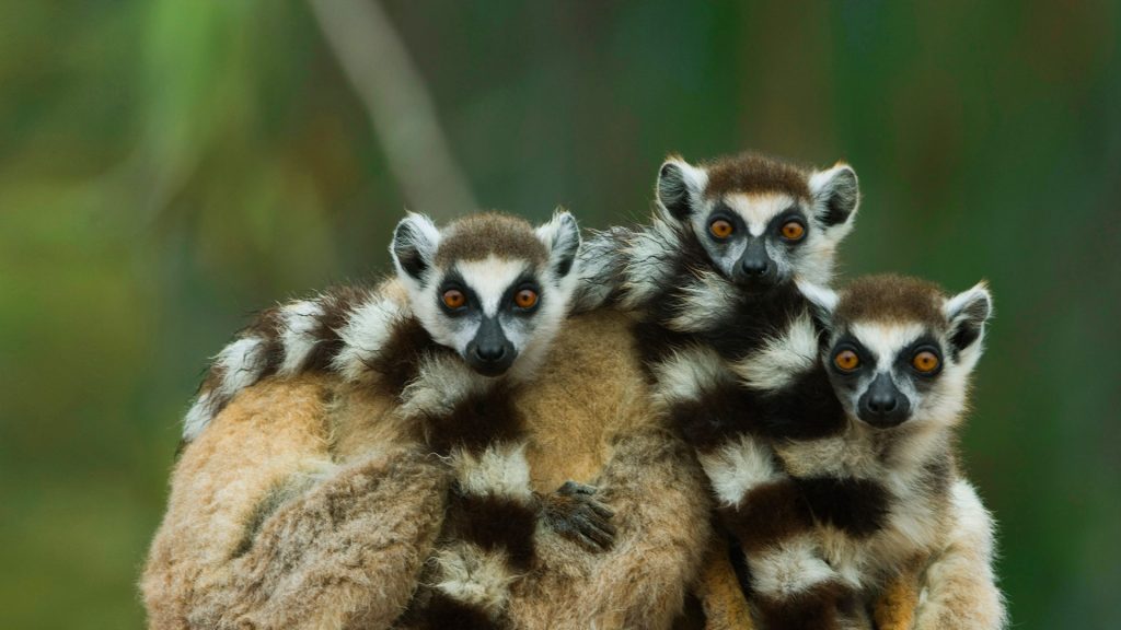 Lemur Babies