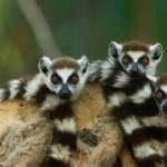 Lemur Babies