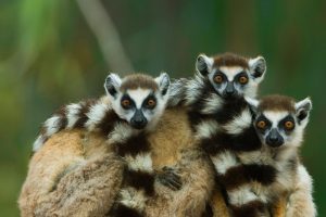 Lemur Babies