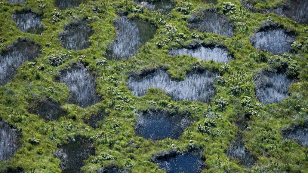 Moon Point Fen