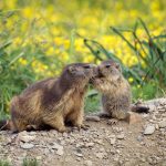 Motherandbaby Marmota