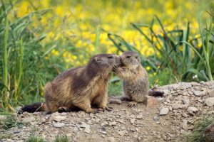 Motherandbaby Marmota