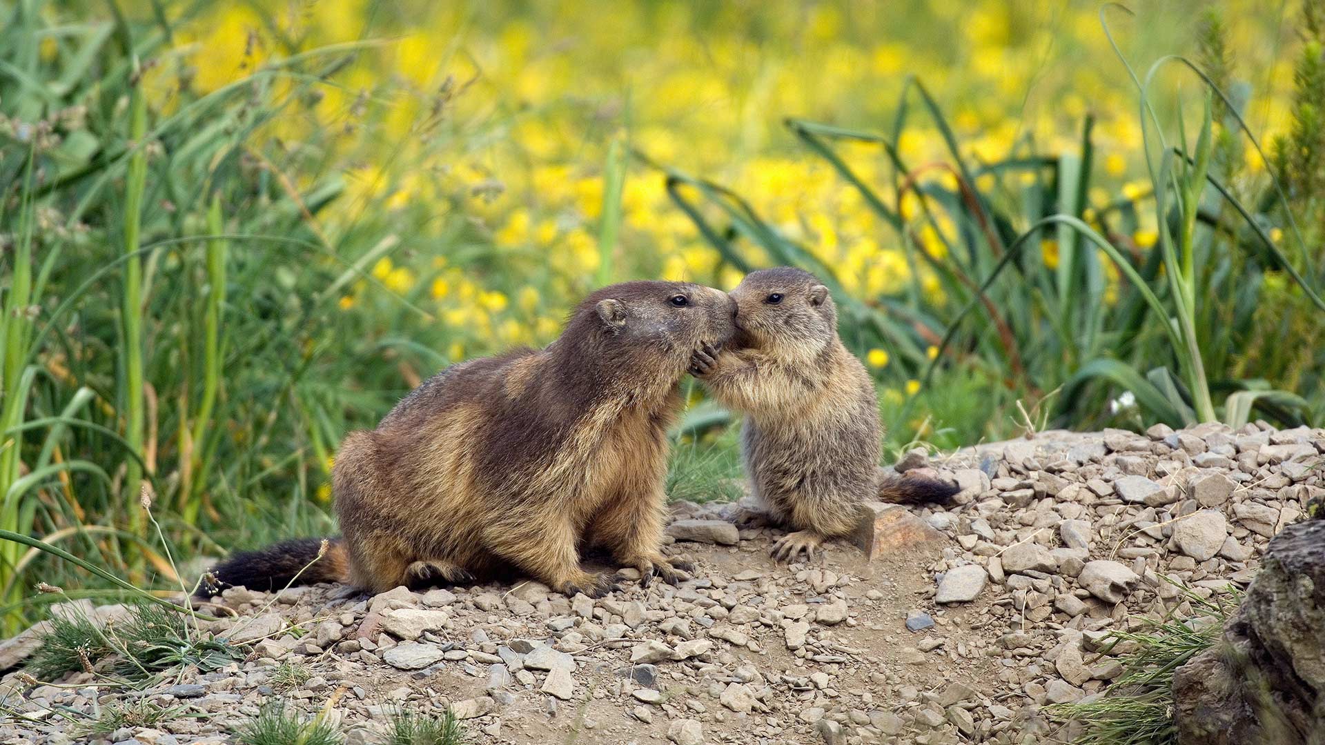 Motherandbaby Marmota