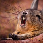 Mountain Viscacha