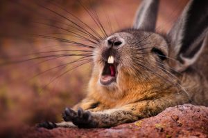 Mountain Viscacha