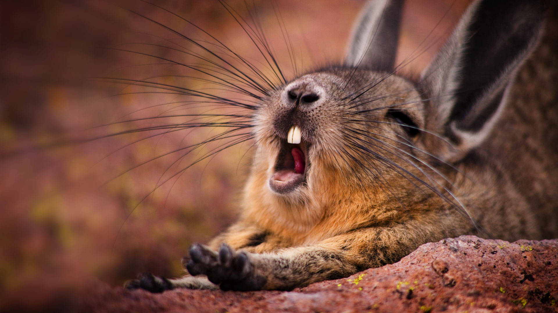 Mountain Viscacha