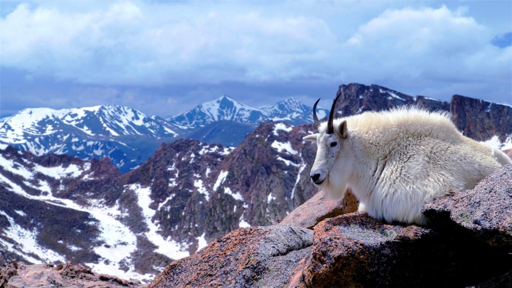 Mtn Goat Colorado