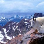 Mtn Goat Colorado