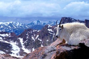 Mtn Goat Colorado