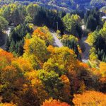 Nagano Forest