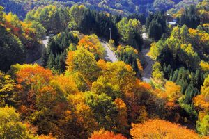 Nagano Forest